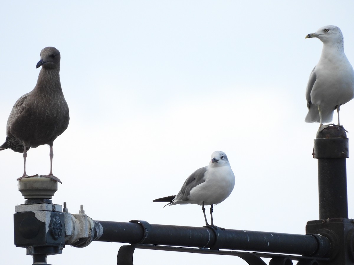 Mouette atricille - ML641877398