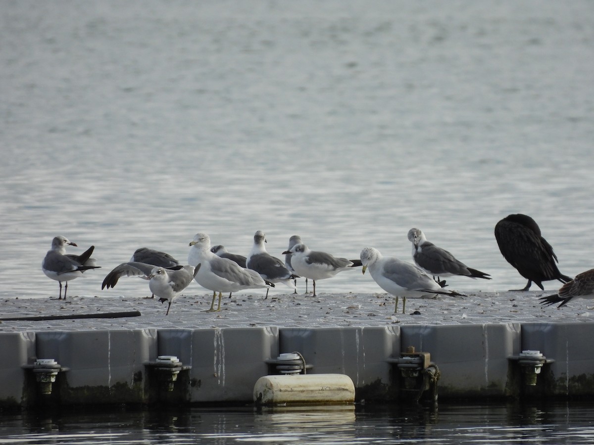 Mouette atricille - ML641877399