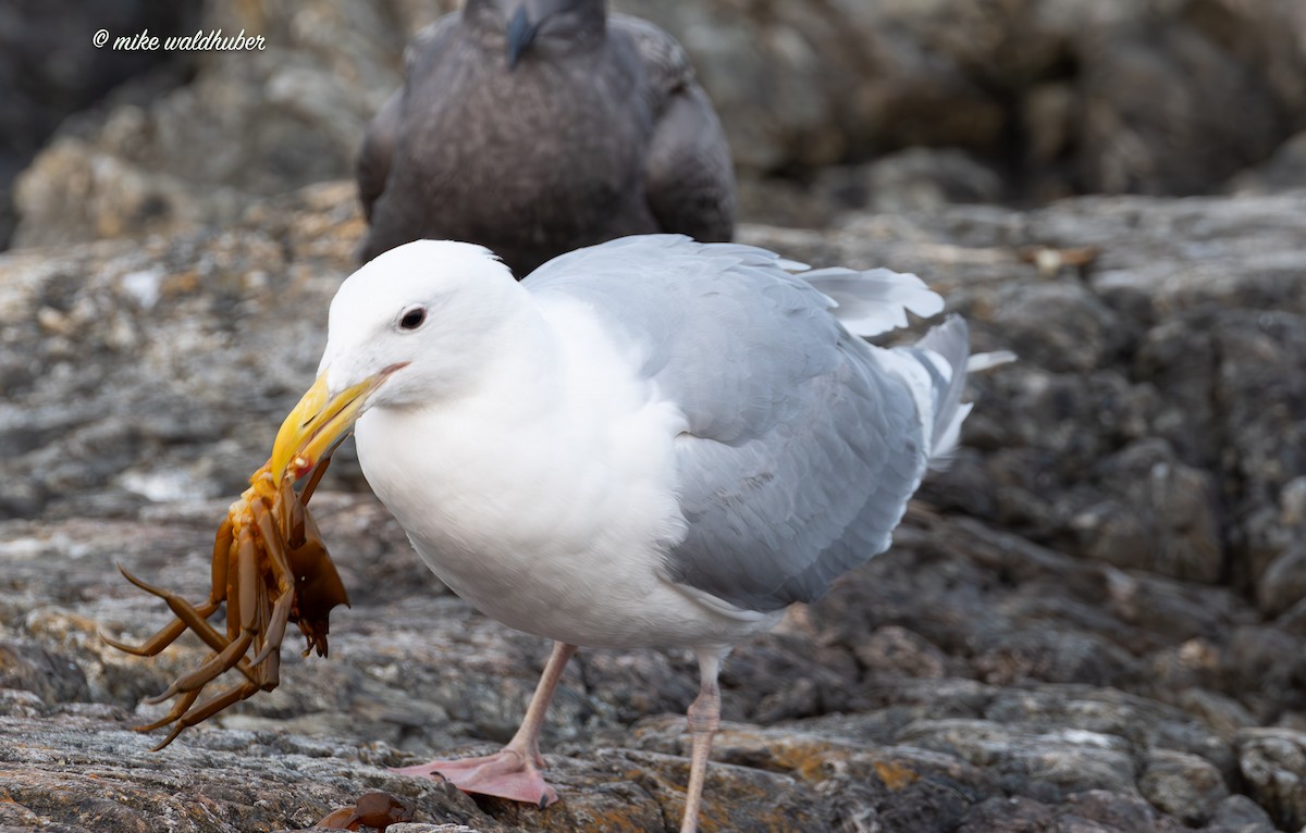Glaucous-winged Gull - ML641877402