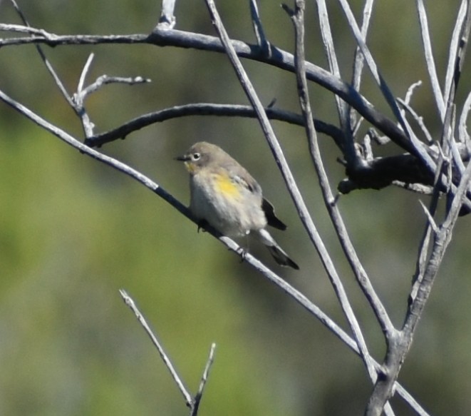 Yellow-rumped Warbler - ML641877420