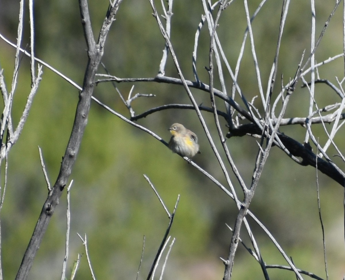Yellow-rumped Warbler - ML641877421