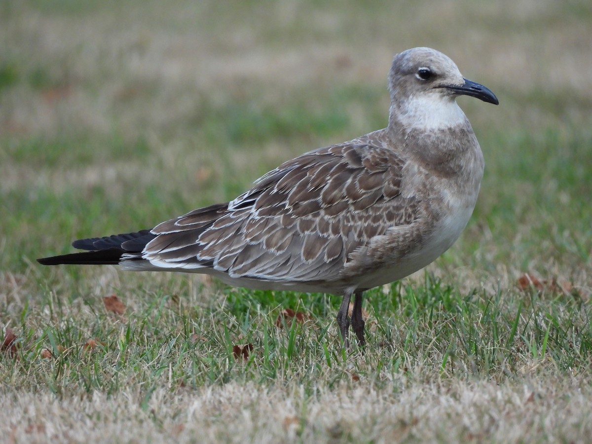 Mouette atricille - ML641877431