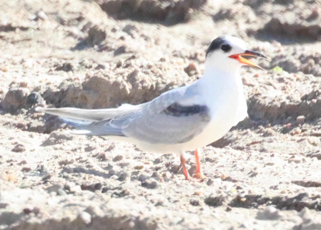 Common Tern - ML641877441