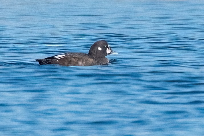 Palyaço Ördeği - ML641877455