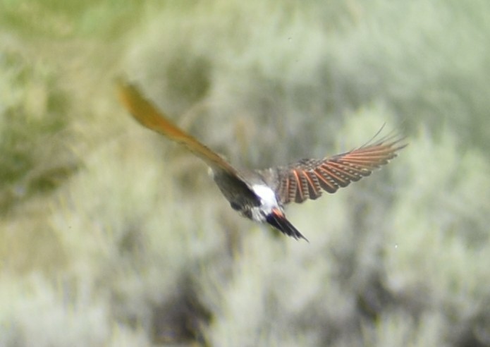 Northern Flicker - ML641877460