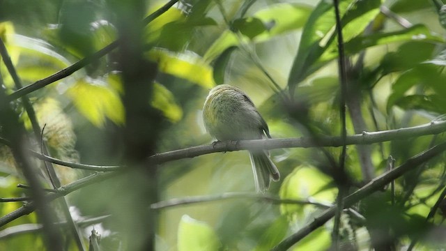 Yellowish Flycatcher - ML641877473
