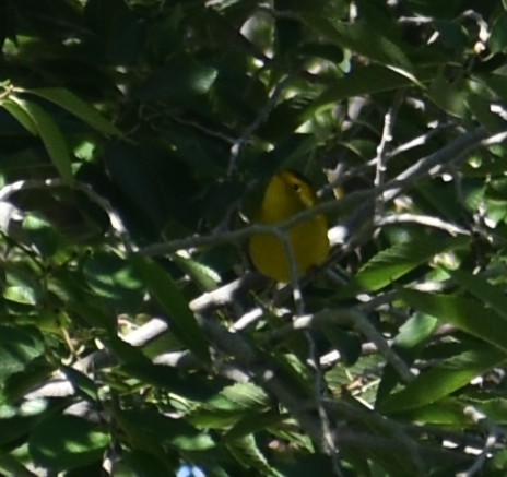 Wilson's Warbler - ML641877512