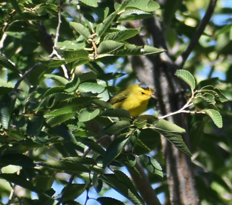 Wilson's Warbler - ML641877515