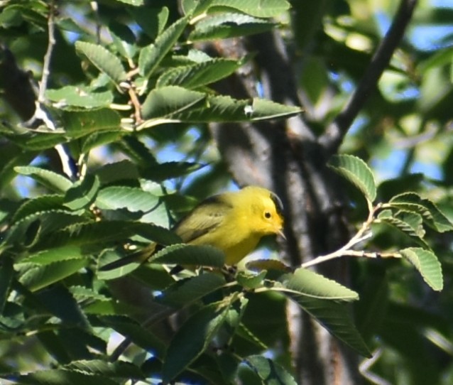 Wilson's Warbler - ML641877516