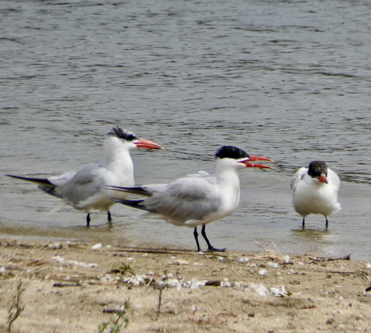 Caspian Tern - ML641877520