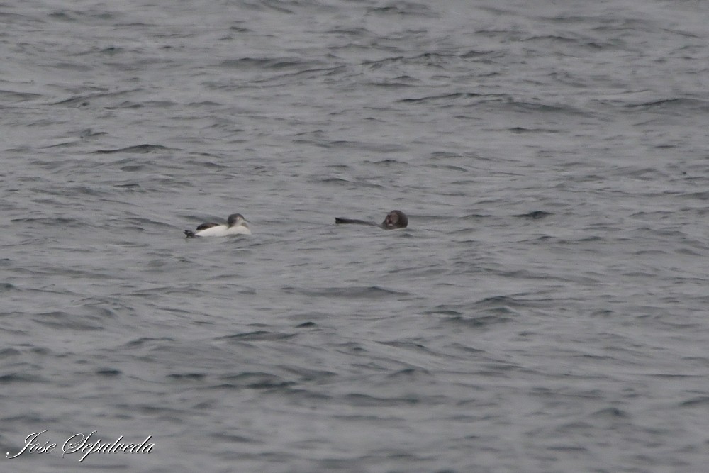 Peruvian Booby - ML641877539