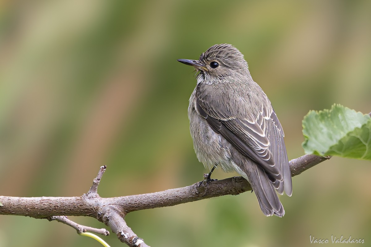 Spotted Flycatcher - ML641877556