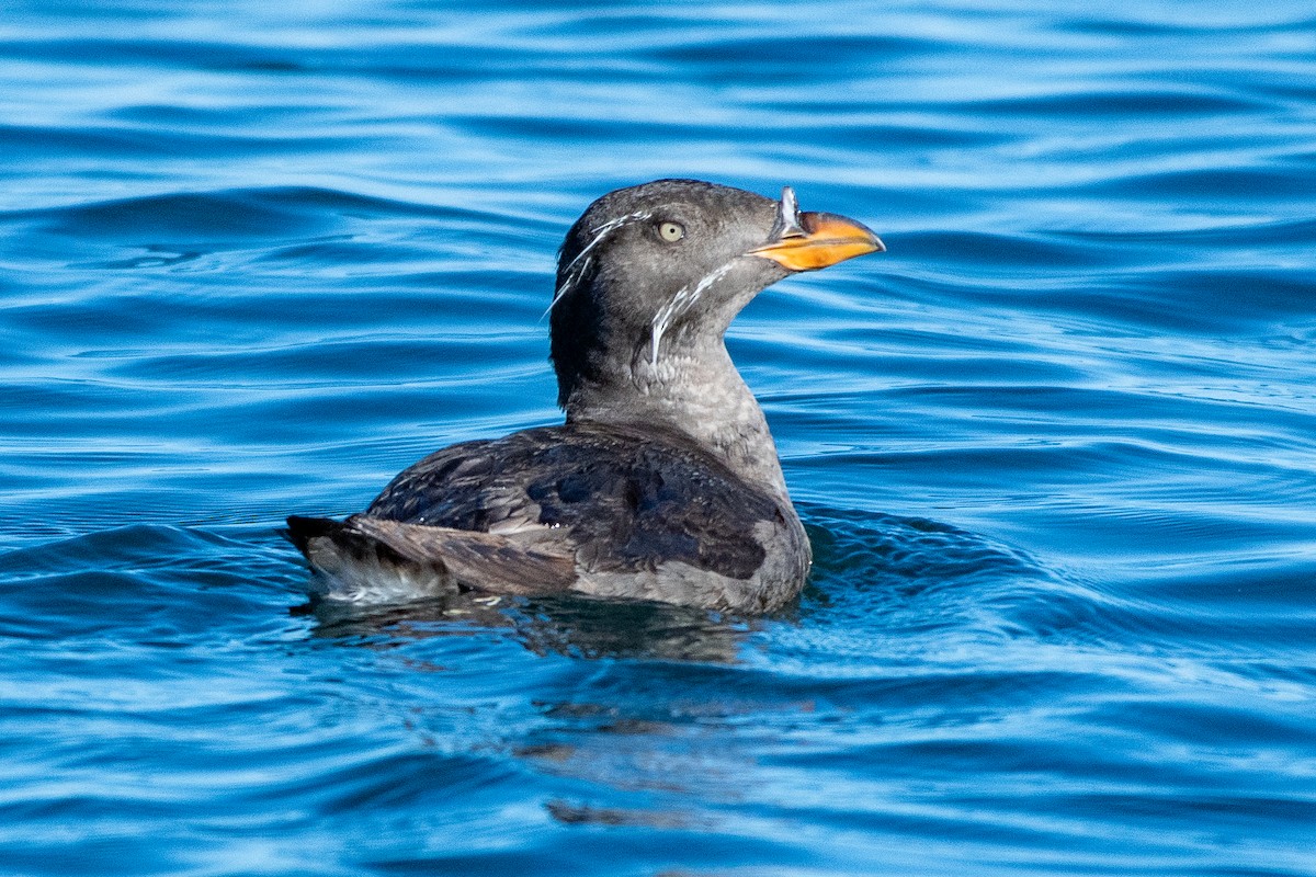 Rhinoceros Auklet - ML641877557