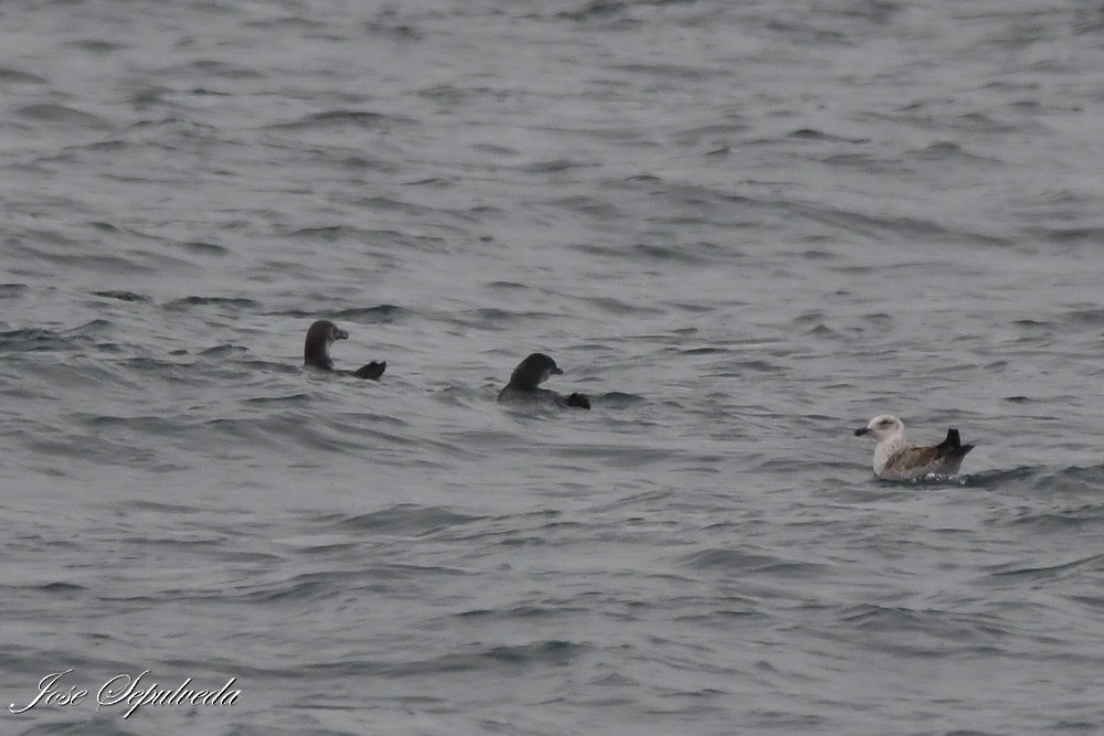 Peruvian Booby - ML641877559