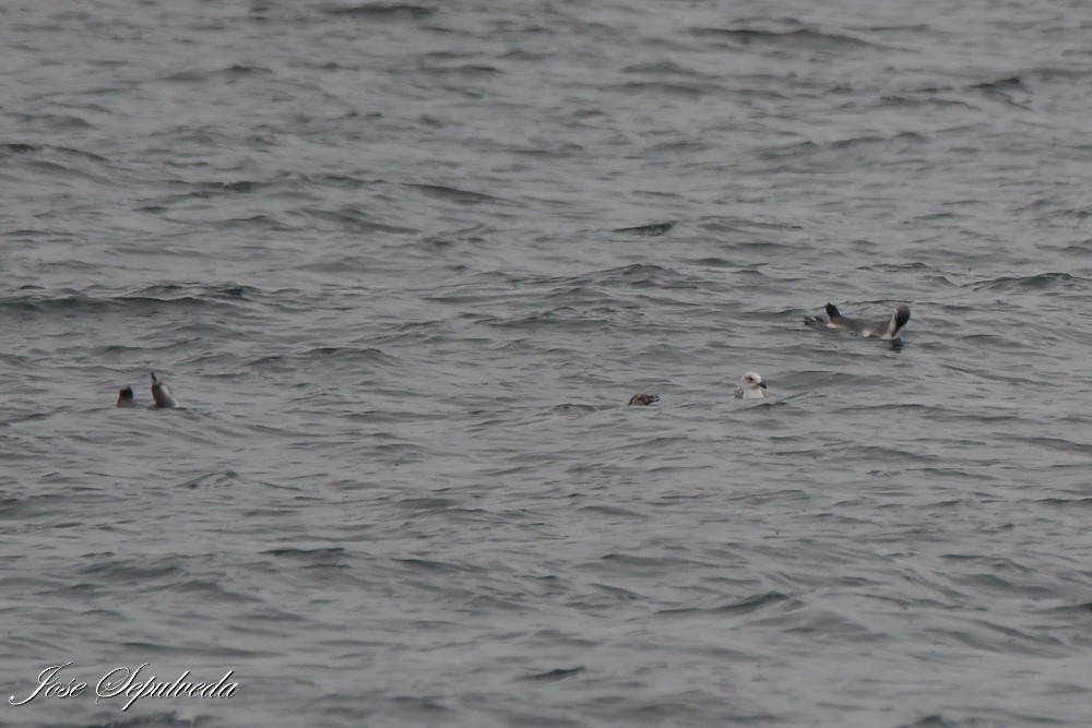 Peruvian Booby - ML641877560