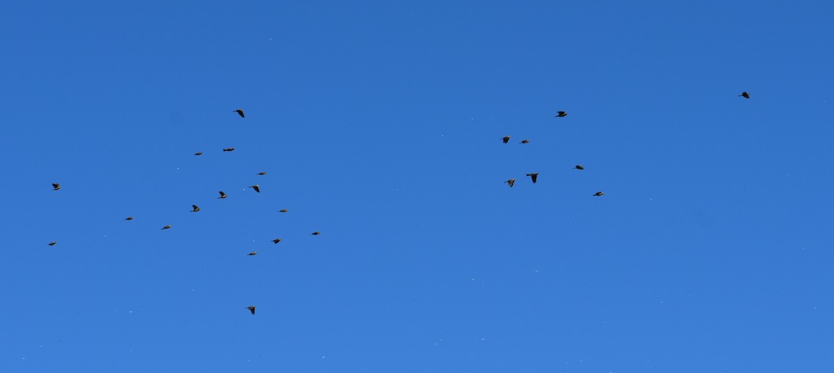 Red-winged Blackbird - ML641877561