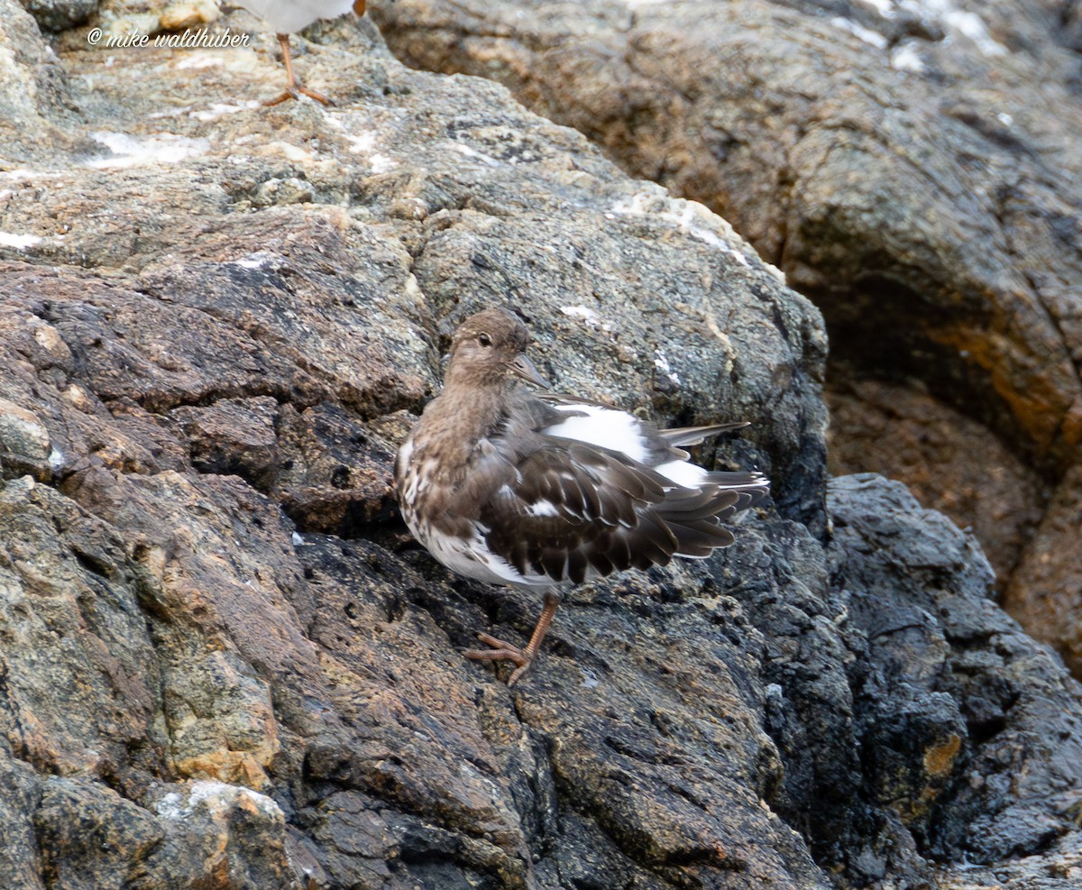 Black Turnstone - ML641877566