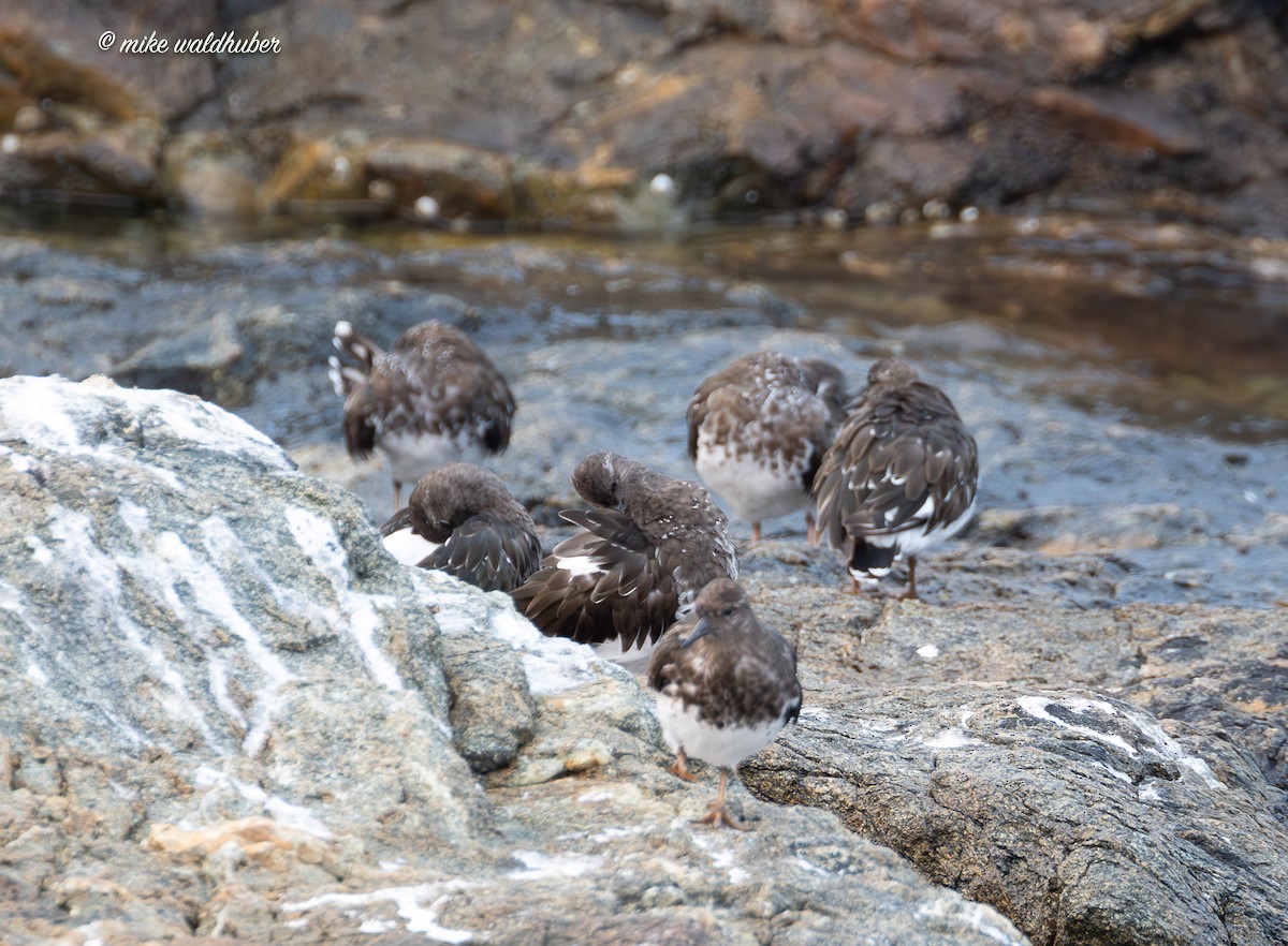 Black Turnstone - ML641877567