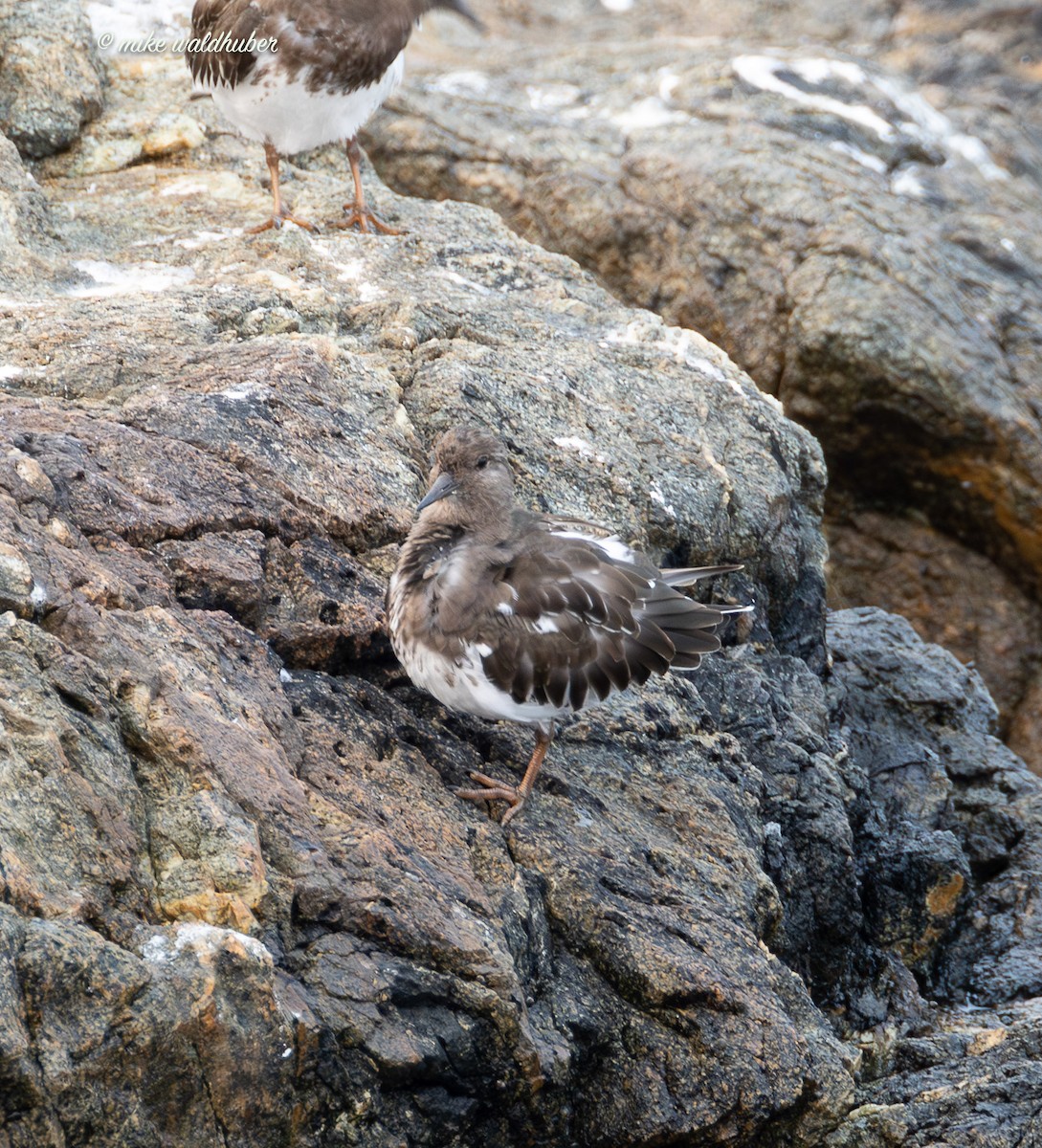 Black Turnstone - ML641877568