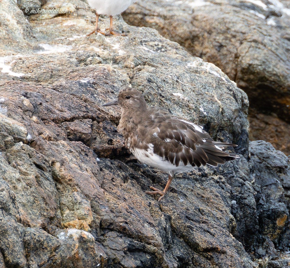 Black Turnstone - ML641877569