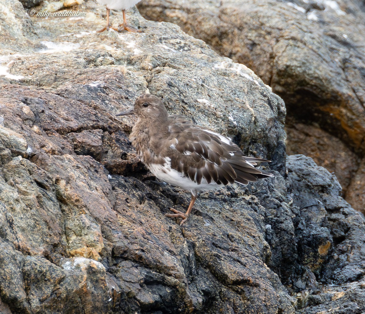 Black Turnstone - ML641877570