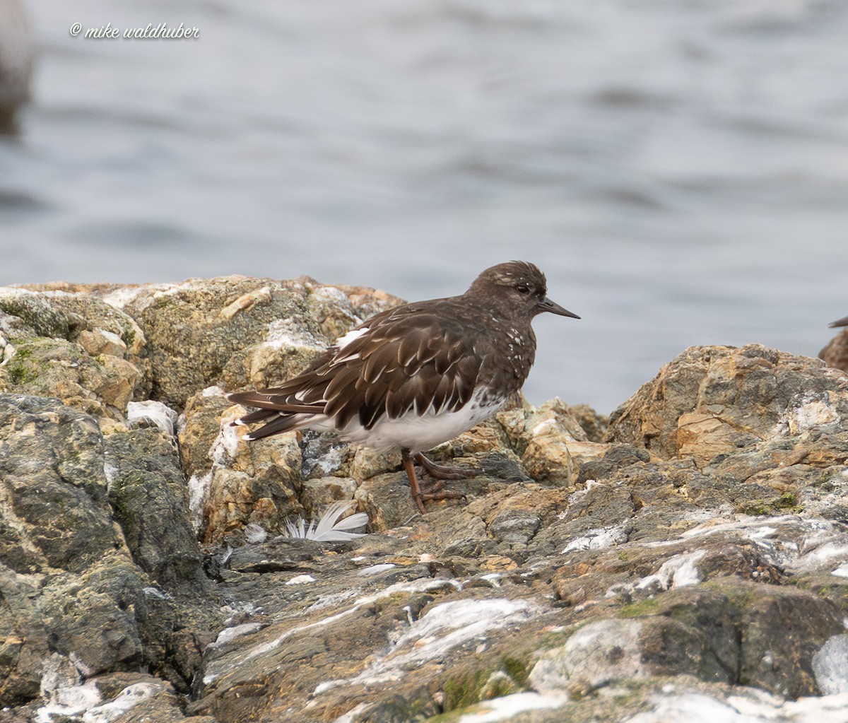 Black Turnstone - ML641877584