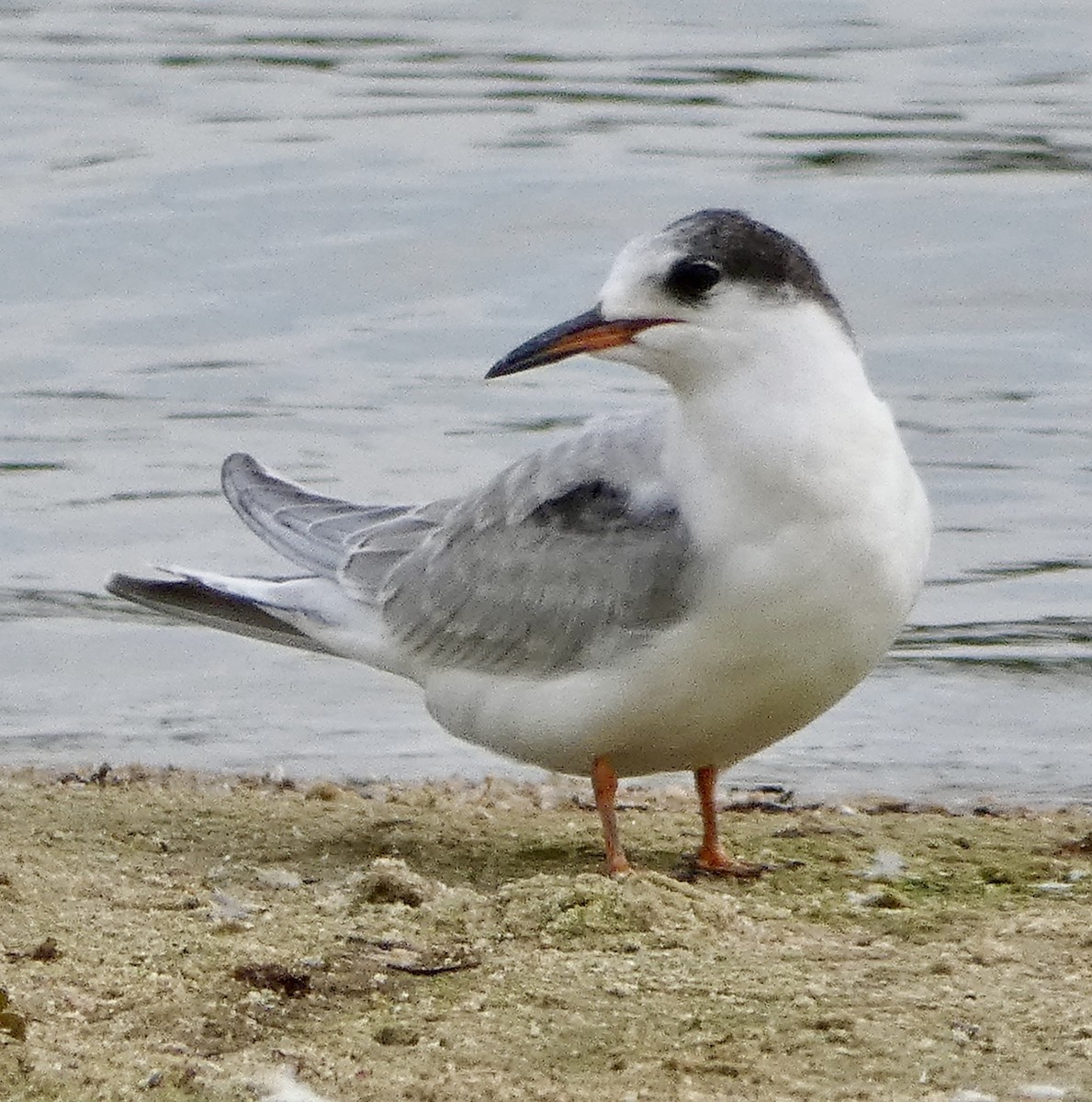Common Tern - ML641877606
