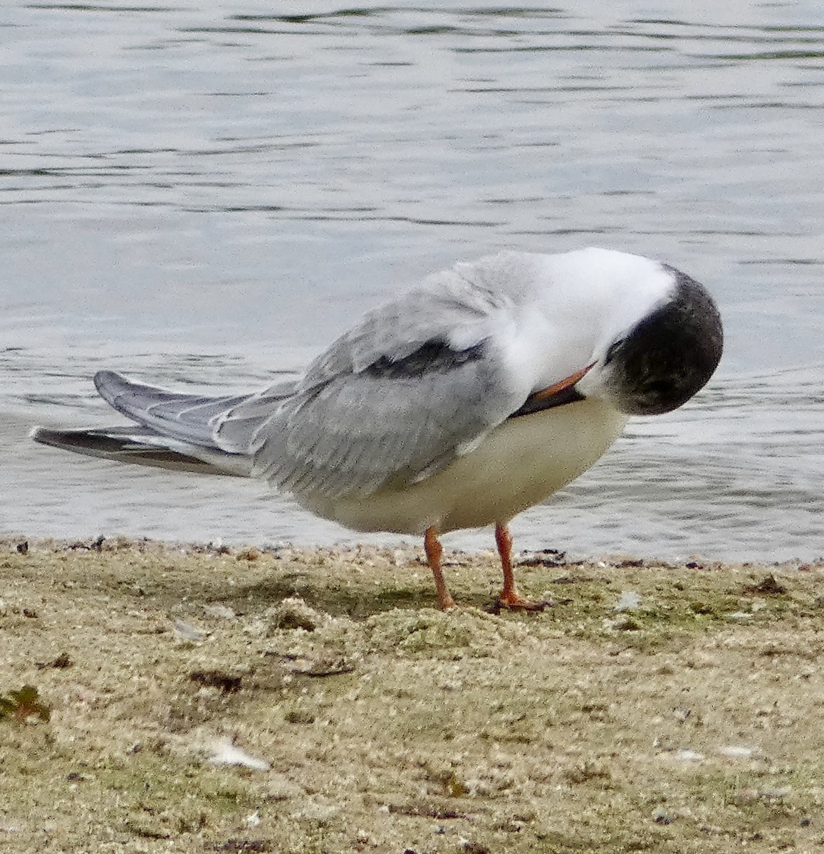 Common Tern - ML641877607