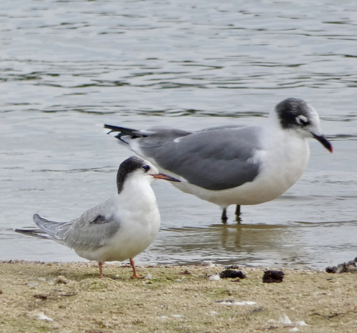 Common Tern - ML641877608