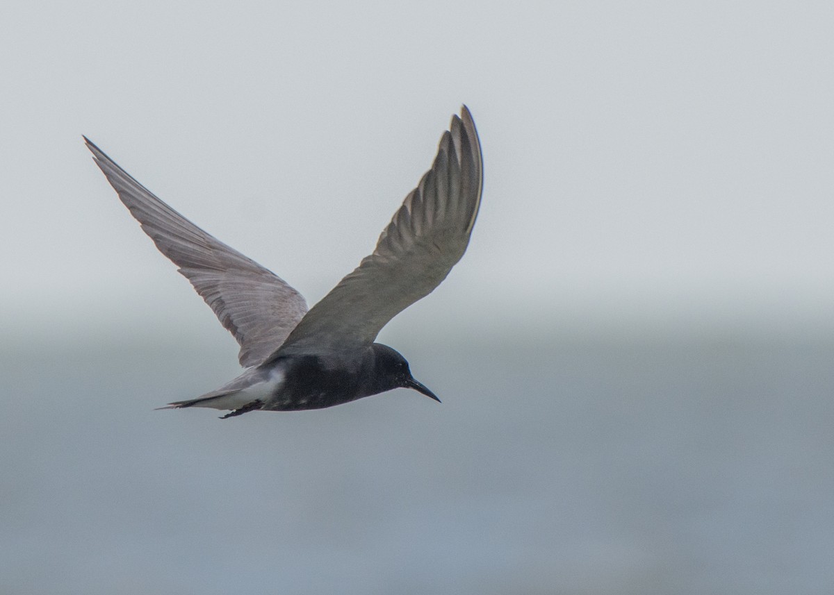 Black Tern - Collin Stempien