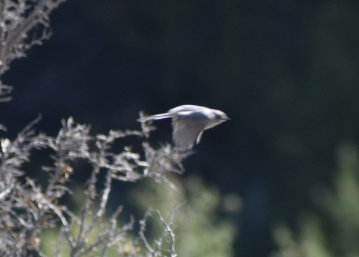 Blue-gray Gnatcatcher - ML641877632