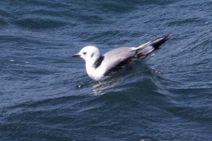 Black-legged Kittiwake - ML641877634
