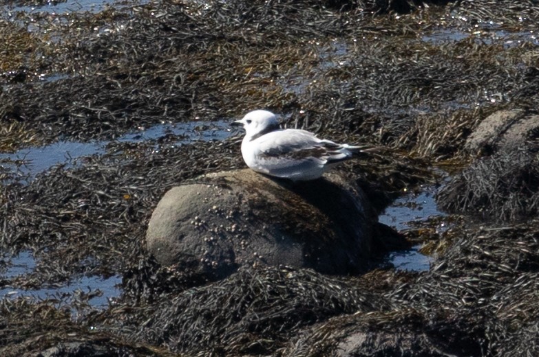 Black-legged Kittiwake - ML641877635