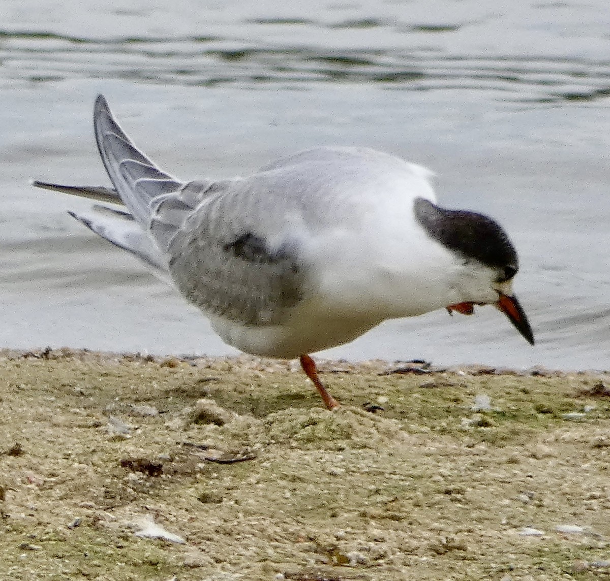 Common Tern - ML641877645