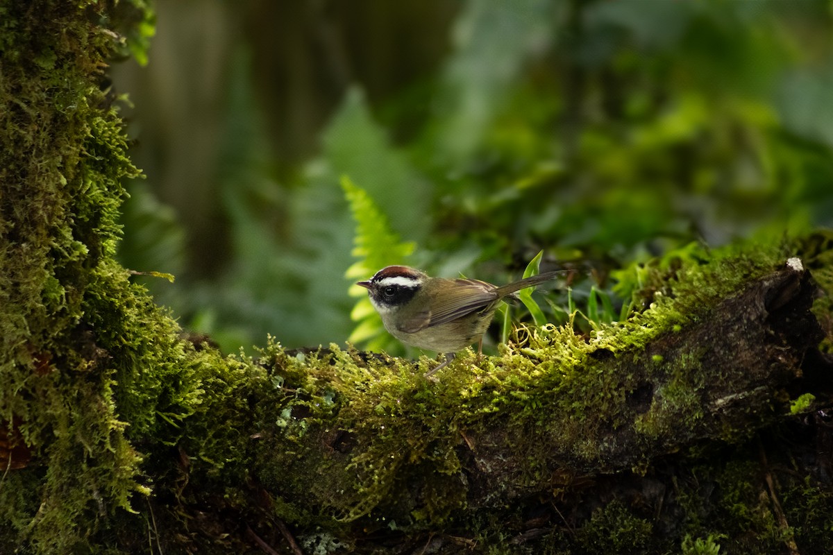 Black-cheeked Warbler - ML641877648