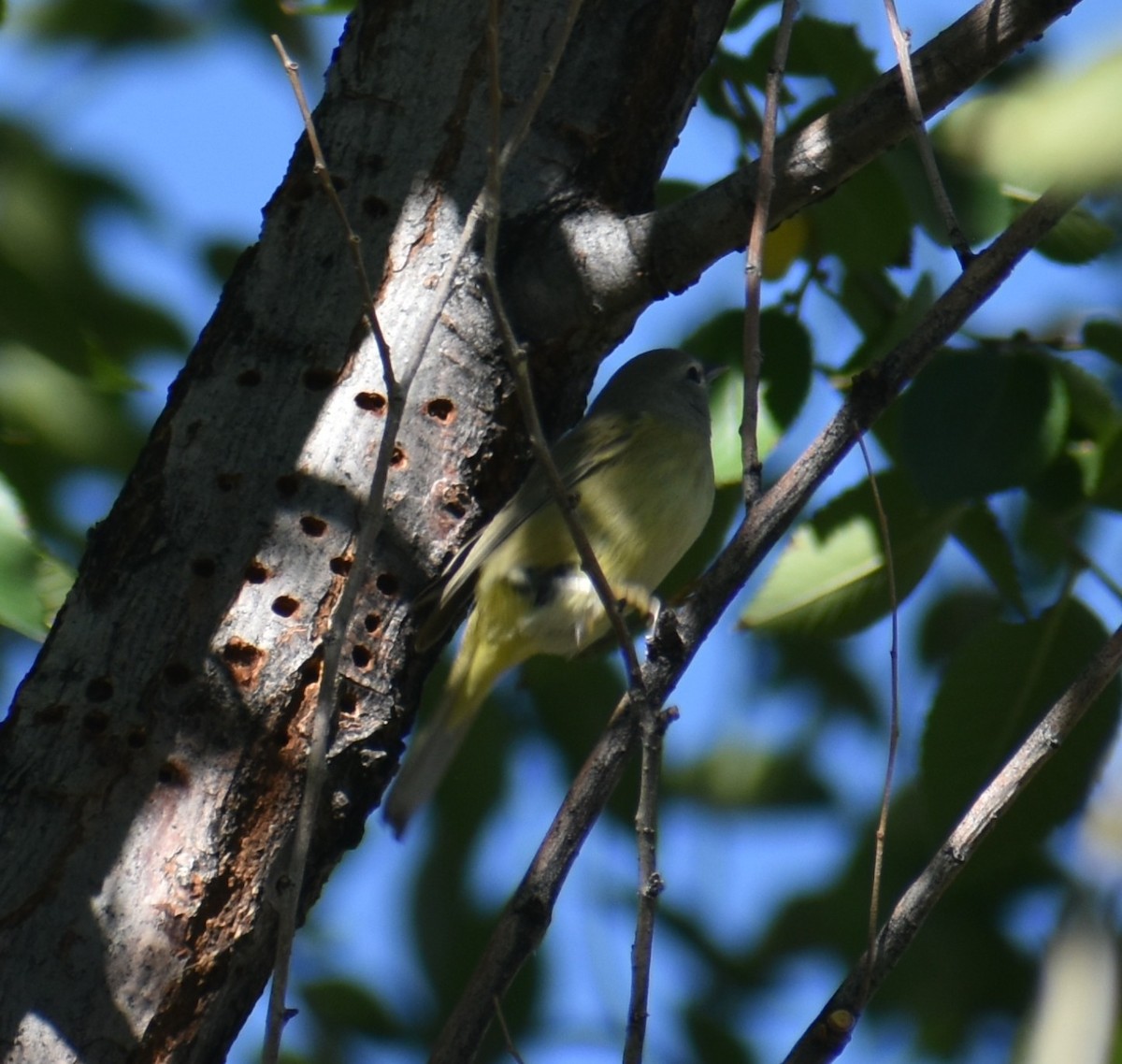 Orange-crowned Warbler - ML641877686