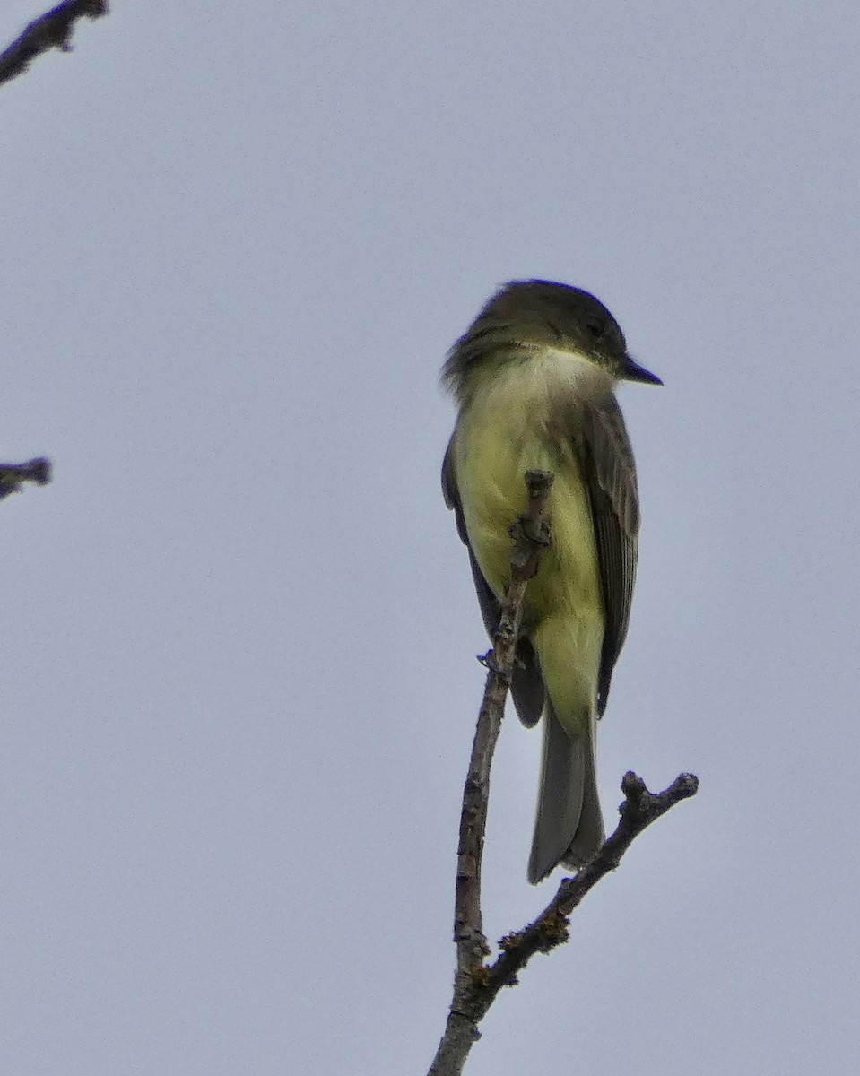 Eastern Phoebe - ML641877709