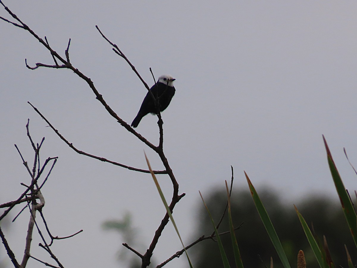 White-headed Marsh Tyrant - ML641877712