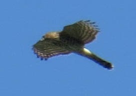 Cooper's Hawk - ML641877716