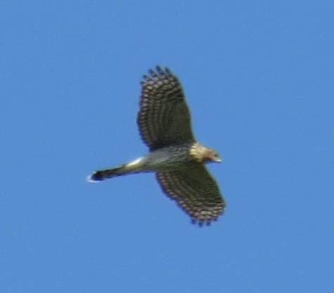 Cooper's Hawk - ML641877717