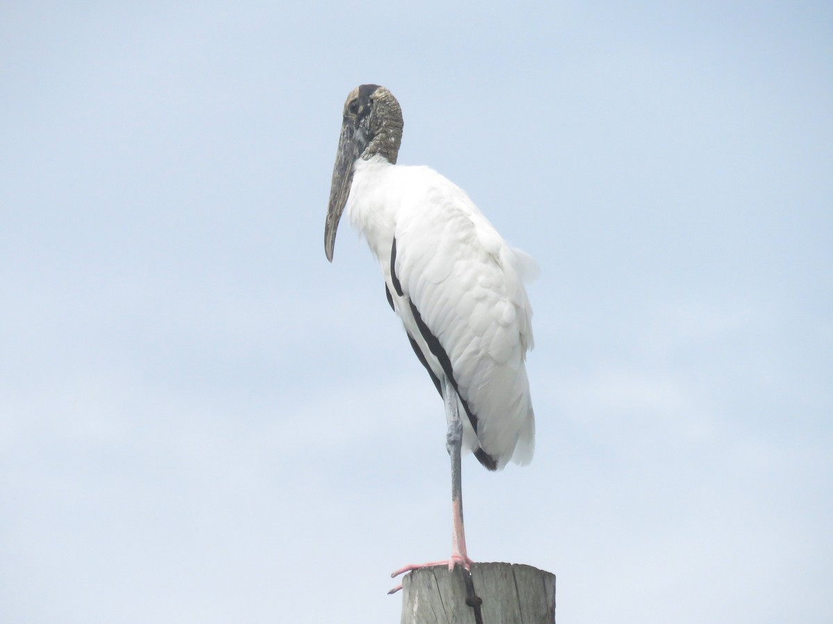 Wood Stork - ML641877730