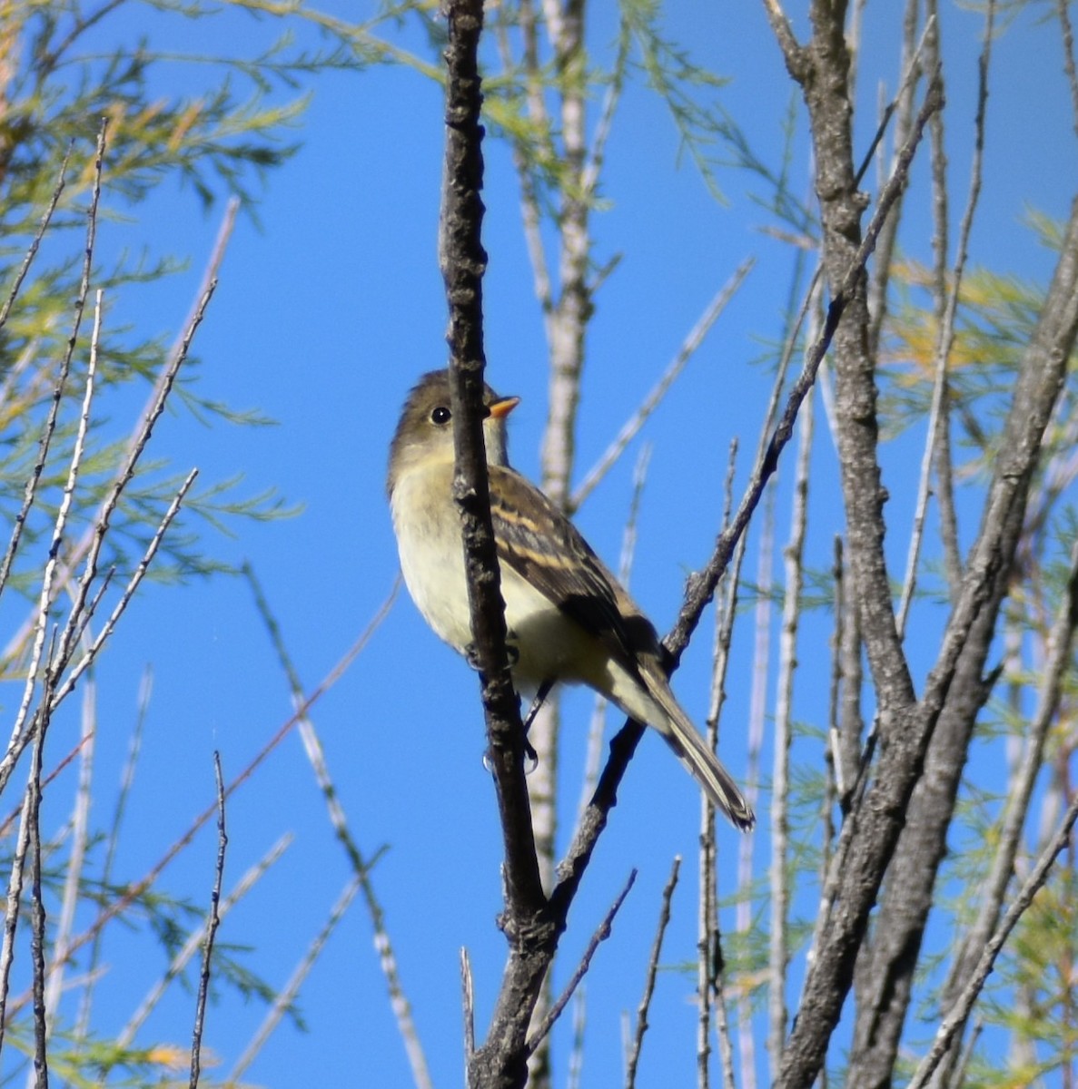 Western Flycatcher - ML641877734