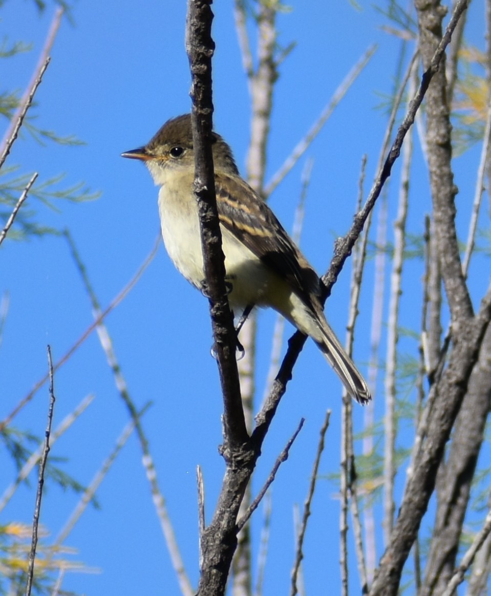 Western Flycatcher - ML641877735
