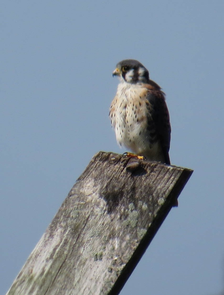 American Kestrel - ML641877736