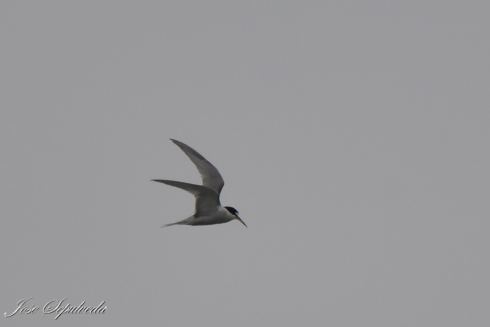Peruvian Tern - ML641877747