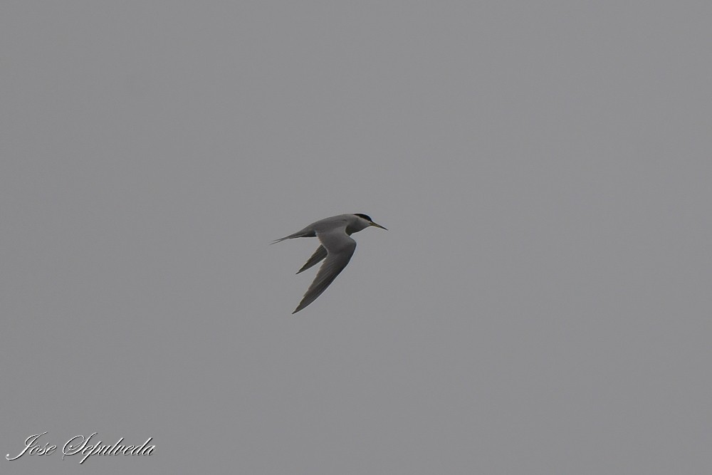 Peruvian Tern - ML641877748