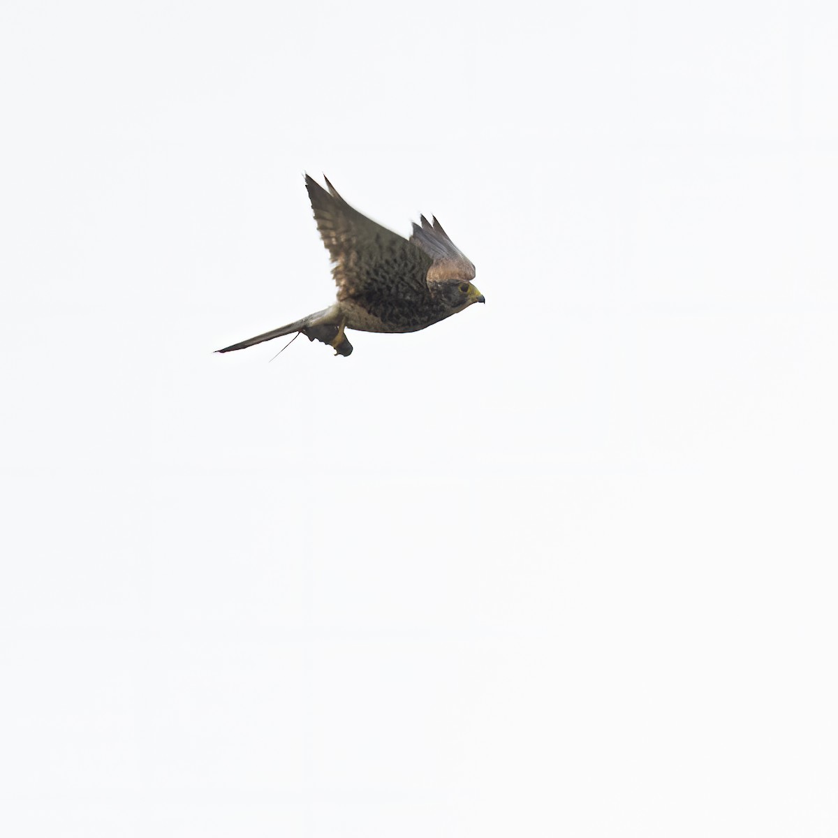 Spotted Kestrel - ML641877749