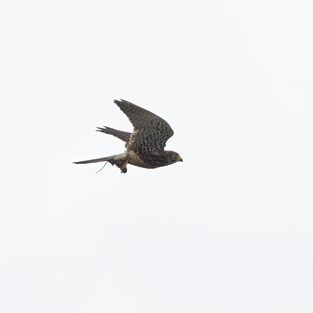 Spotted Kestrel - ML641877750