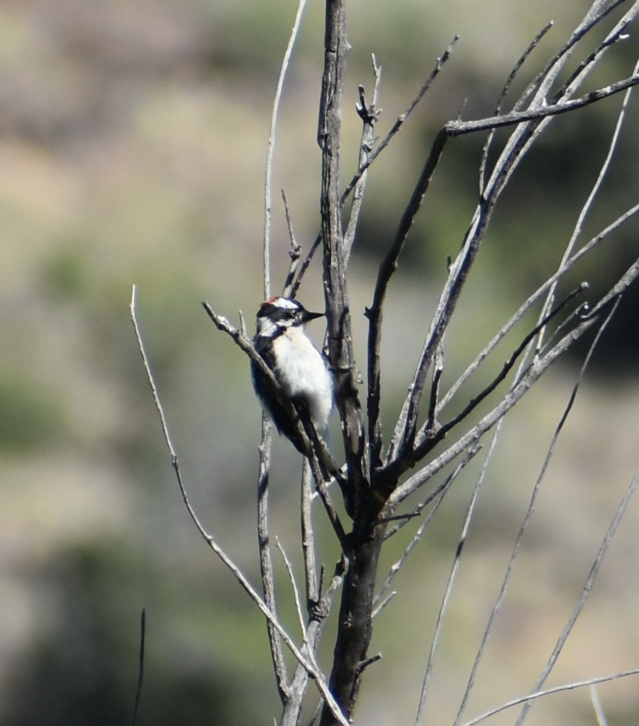 Hairy Woodpecker - ML641877755