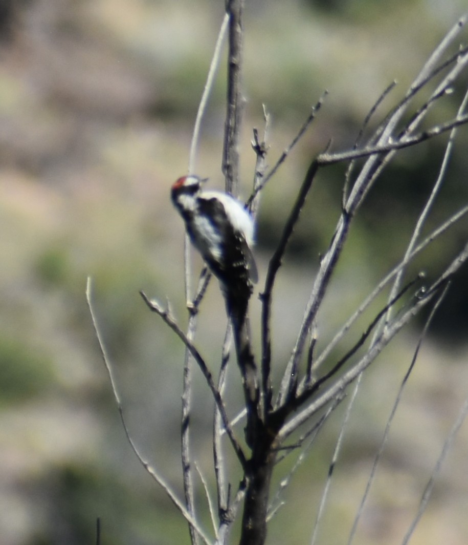 Hairy Woodpecker - ML641877756